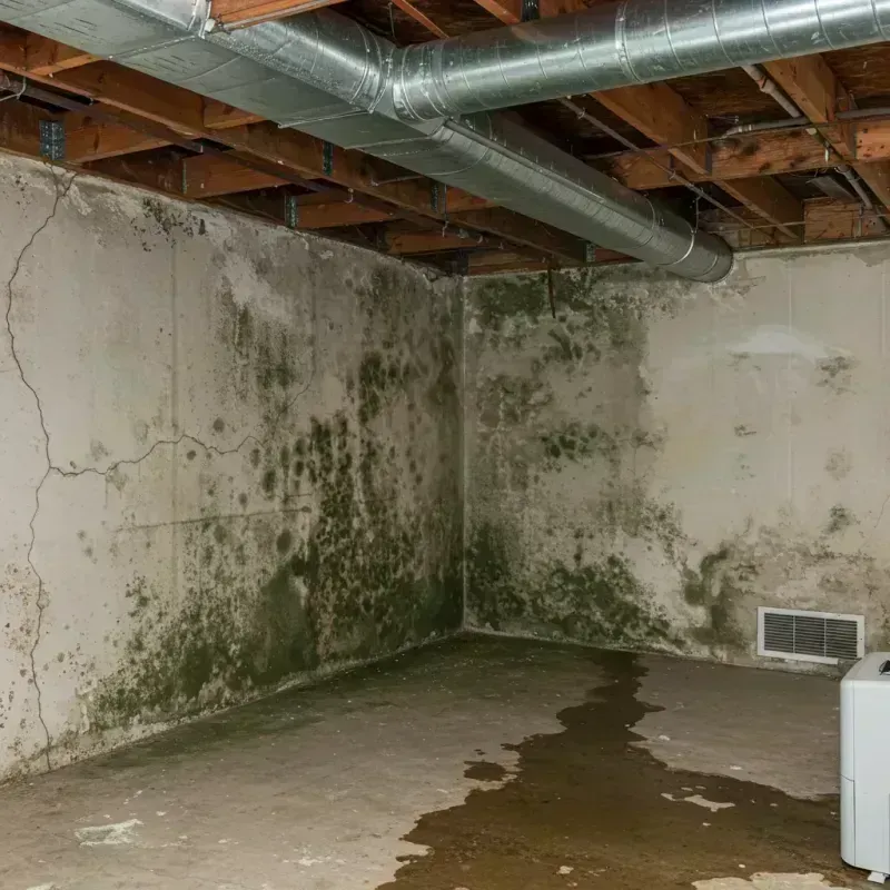 Professional Mold Removal in Crestline, OH